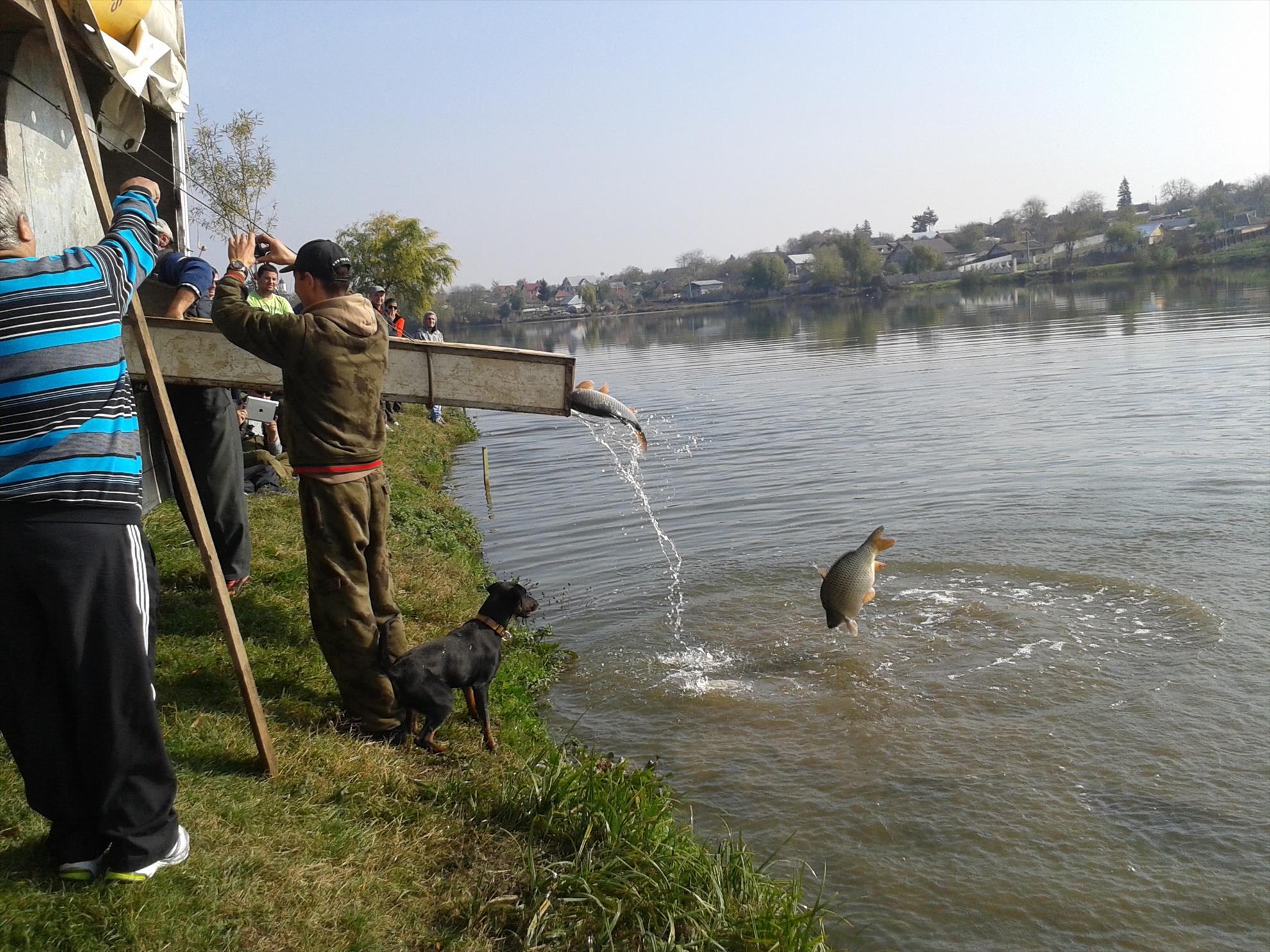 populare .moara vlasiei - 20131026120530.jpg